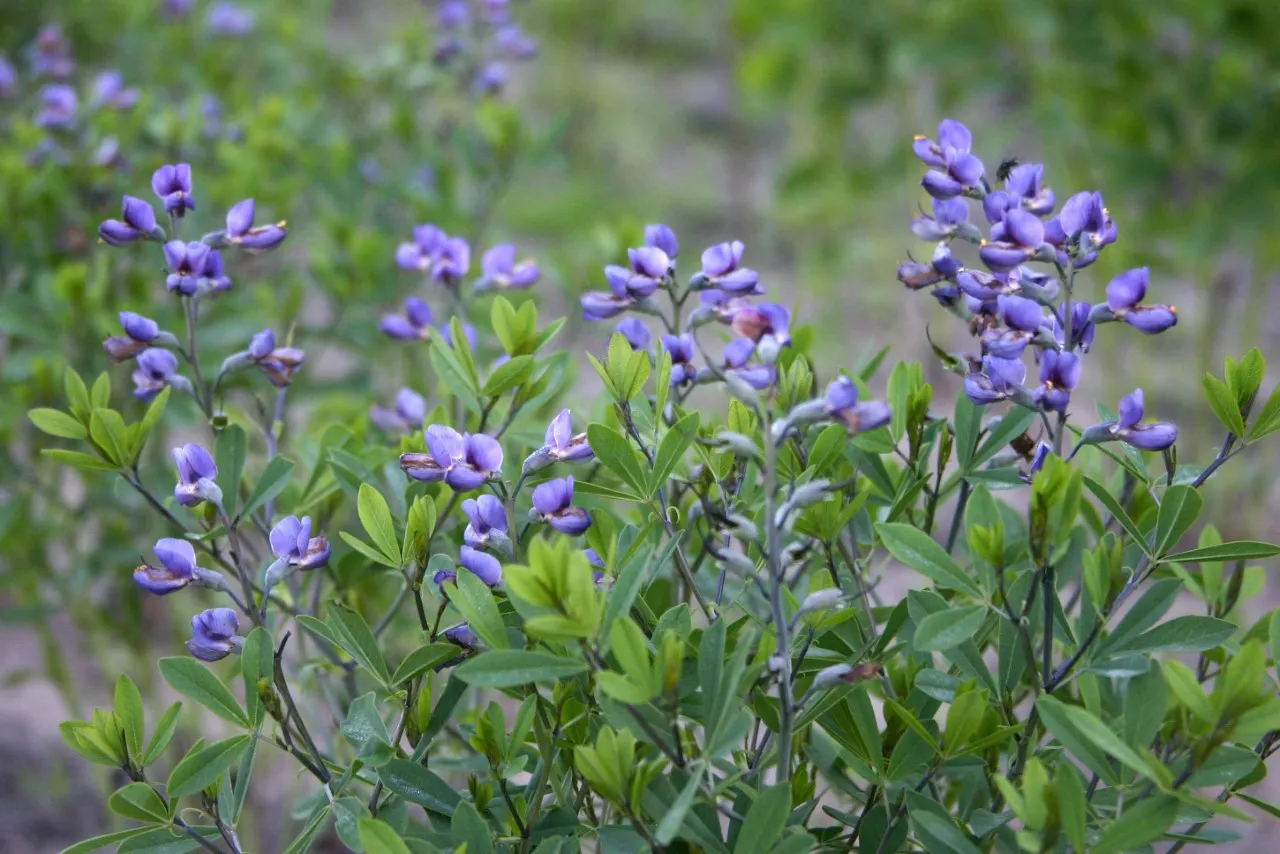 Baptisia 'Purple Smoke' : P9