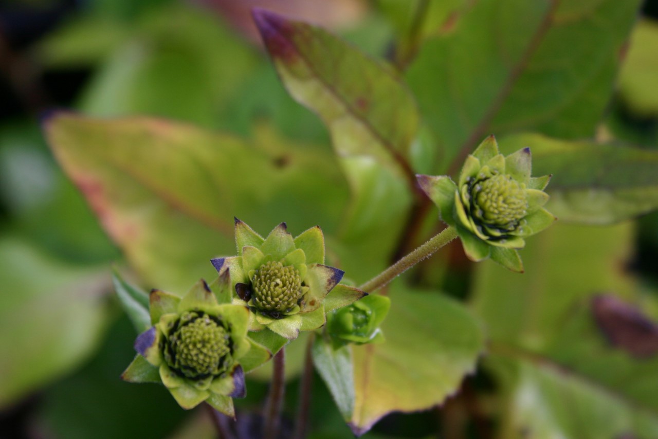 silphium-perfoliatum