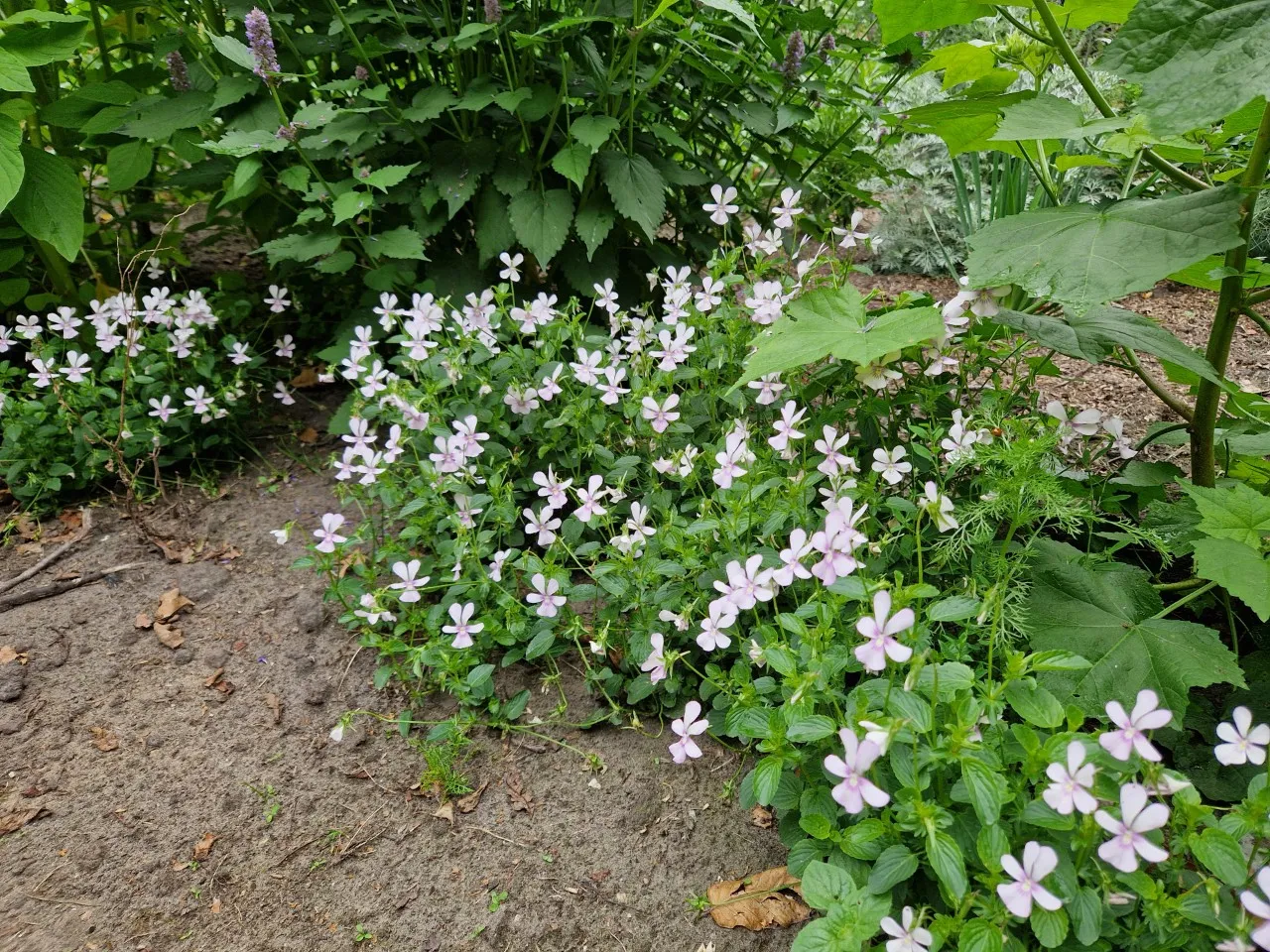 Viola cornuta ' Victoria's Blush' : P9