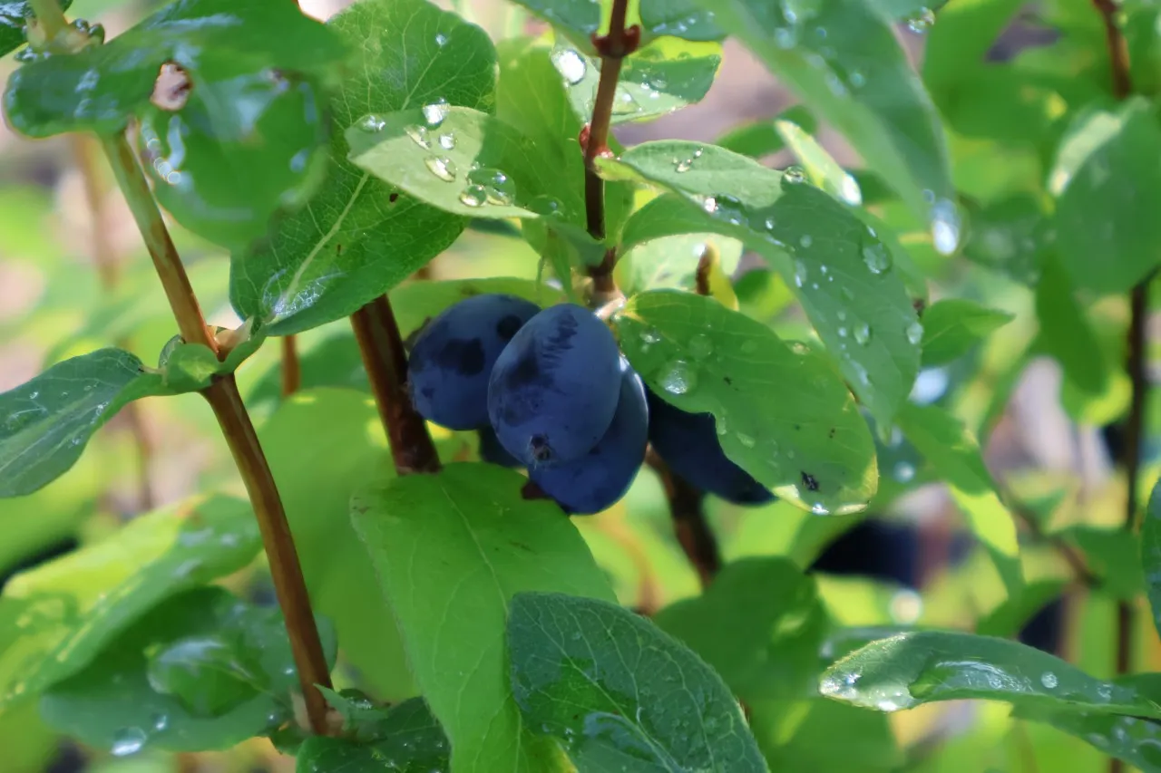 Lonicera caerulea 'Strawberry Sensation'