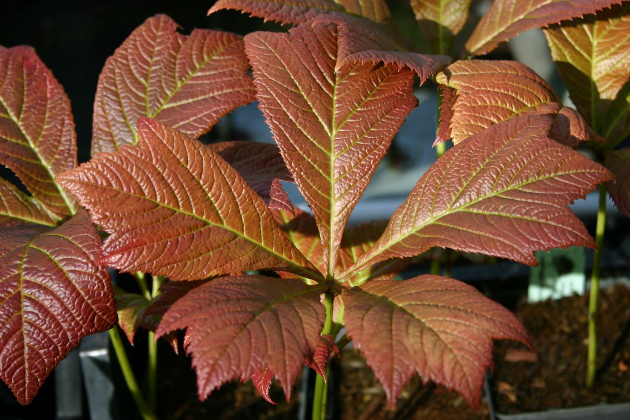 rodgersia-podophylla-braunlaub
