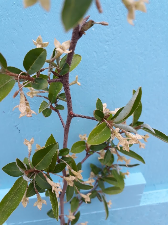 elaeagnus-multiflora