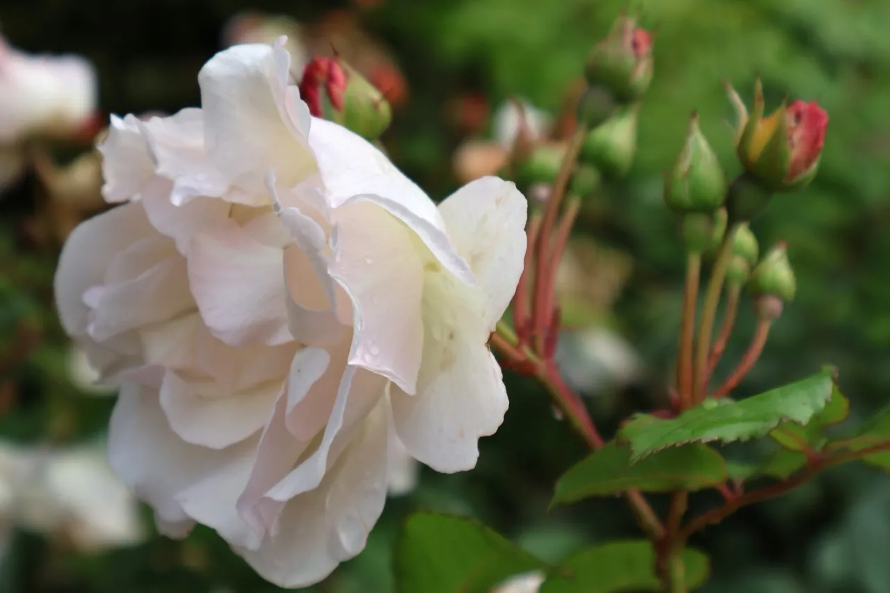 Rosa (H) 'Penelope' : C4 : 30-60