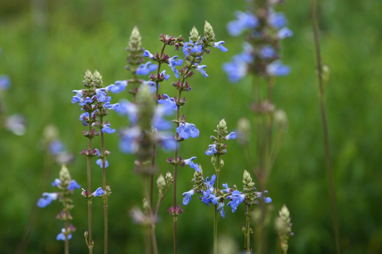 salvia-uliginosa