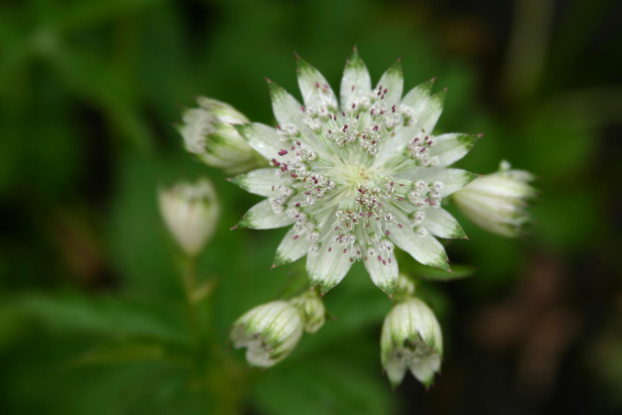Astrantia major 'Shaggy' : P9