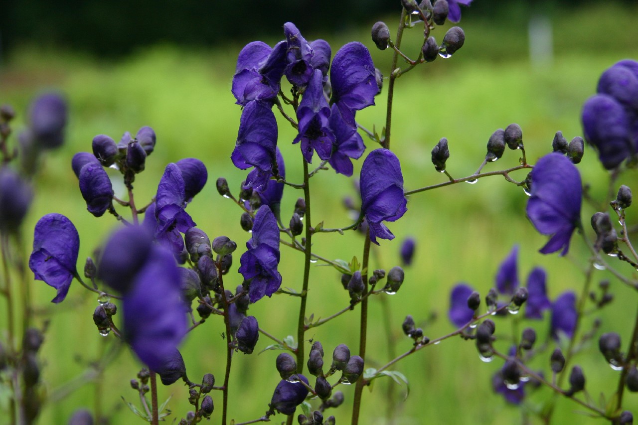 Aconitum henryi 'Spark's Variety' aconitum-henryi-sparks-variety
