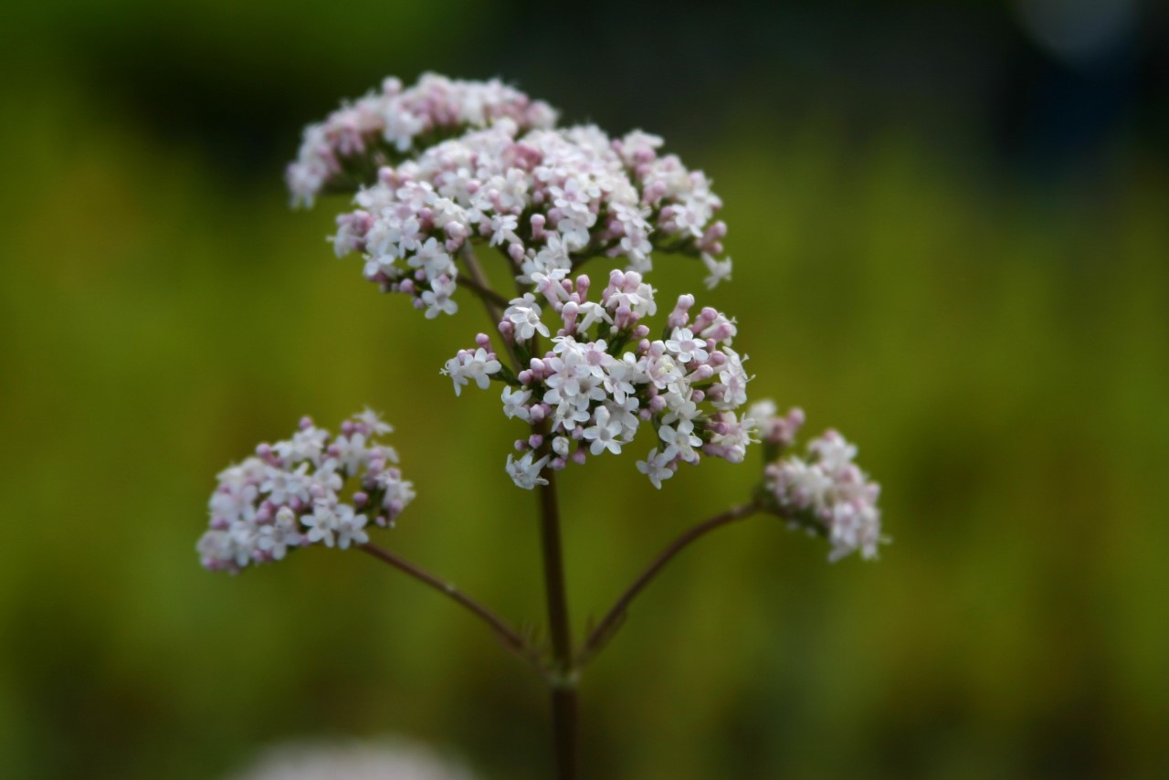 valeriana-officinalis