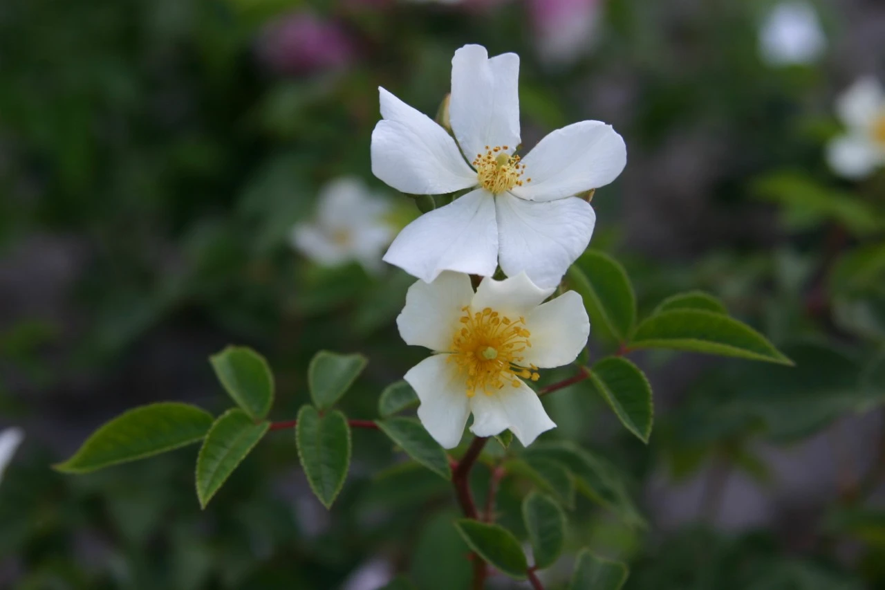 Rosa Musquée Sans Soucis