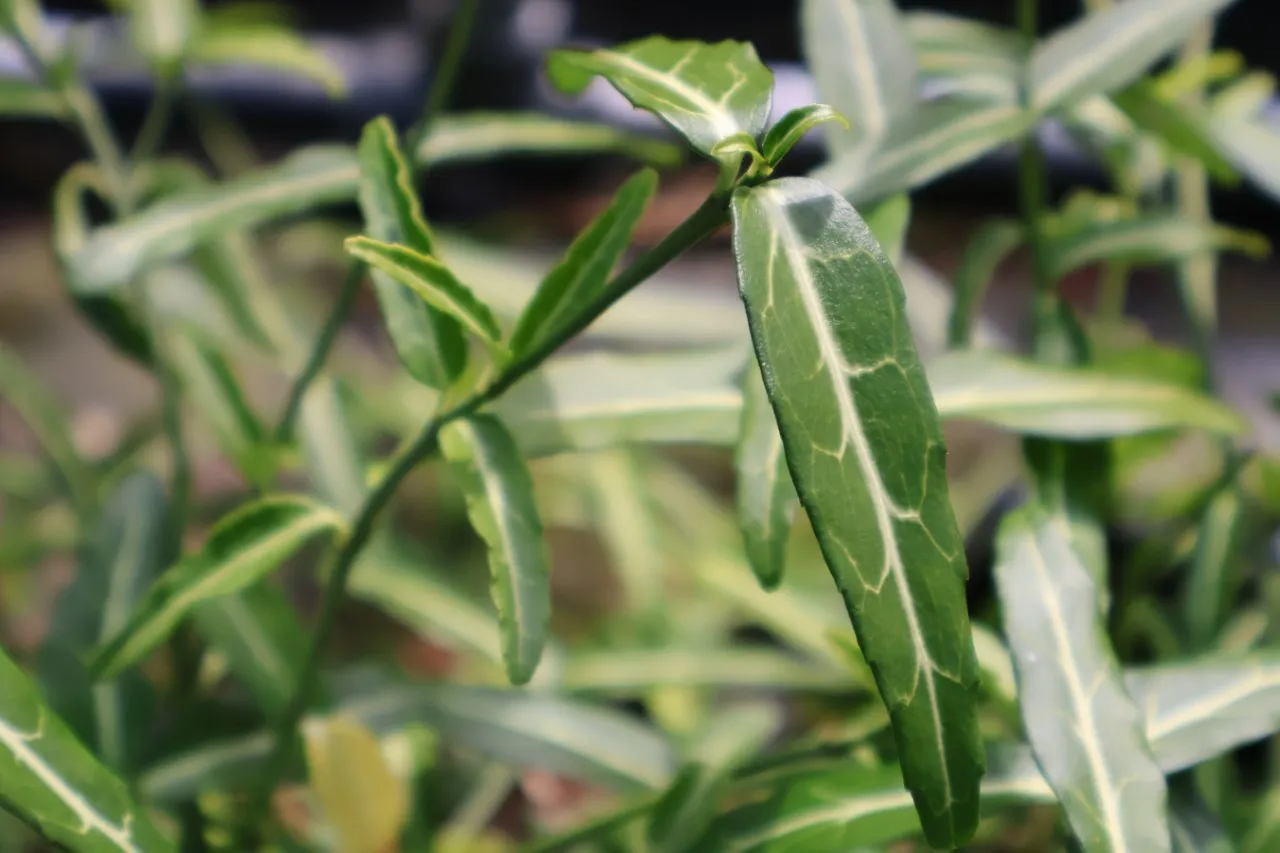 Euonymus fortunei 'Wolong Ghost'
