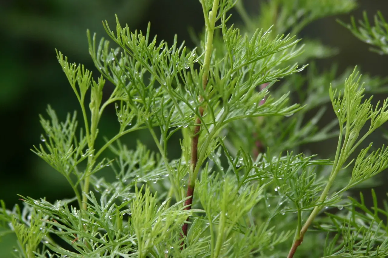 Artemisia abrotanum 'Coca Cola'