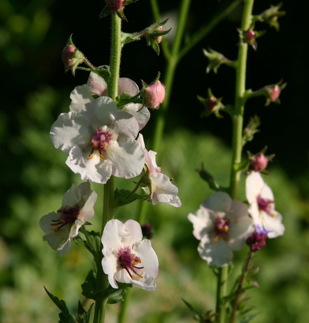 verbascum-blattaria-albiflorum