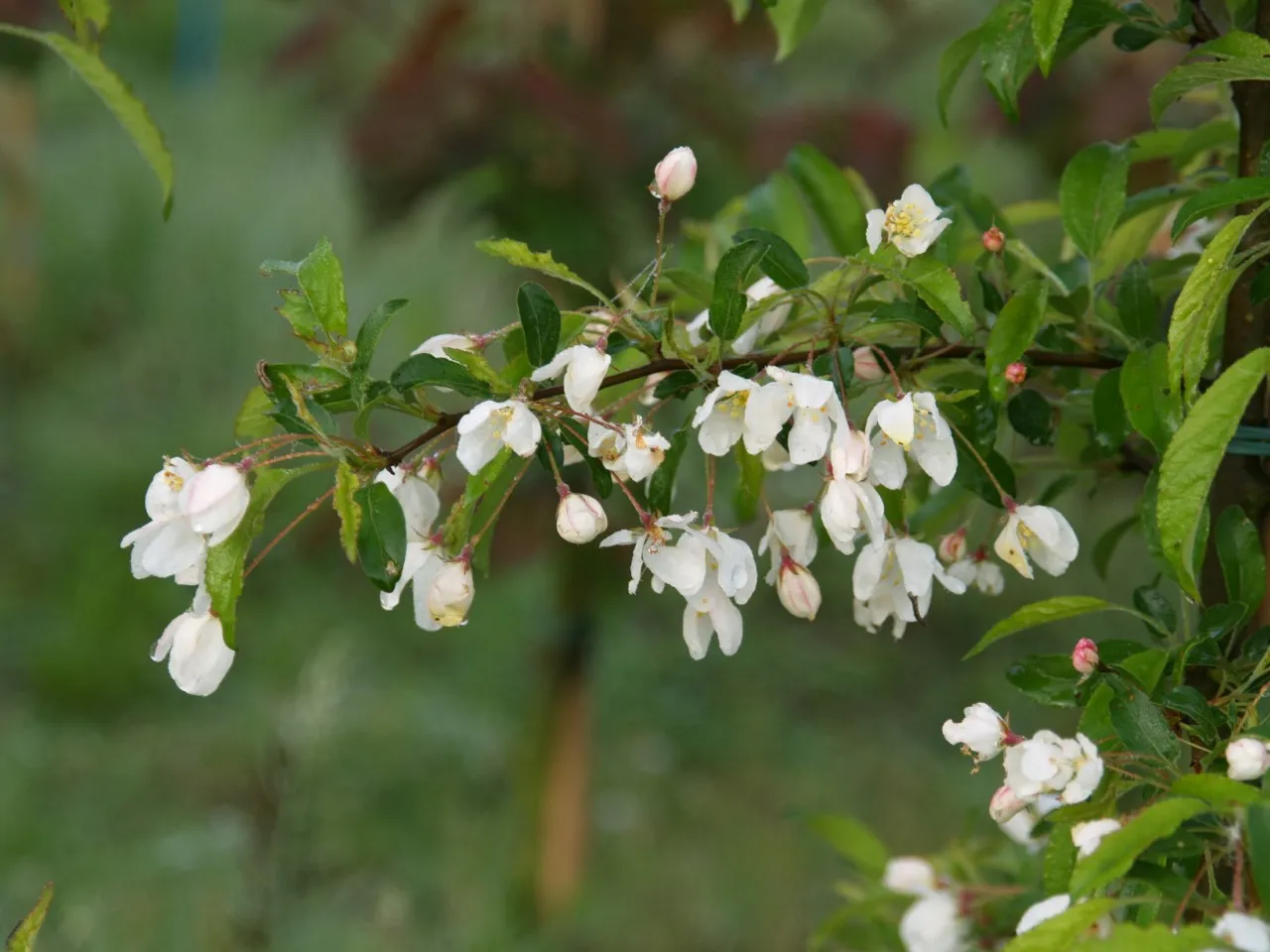 Malus toringo 'Brouwers Beauty'