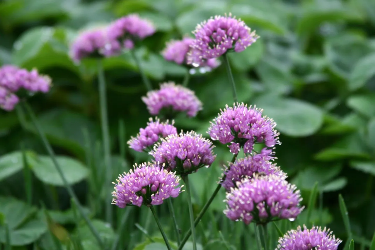 Allium senescens 'Lisa Blue'