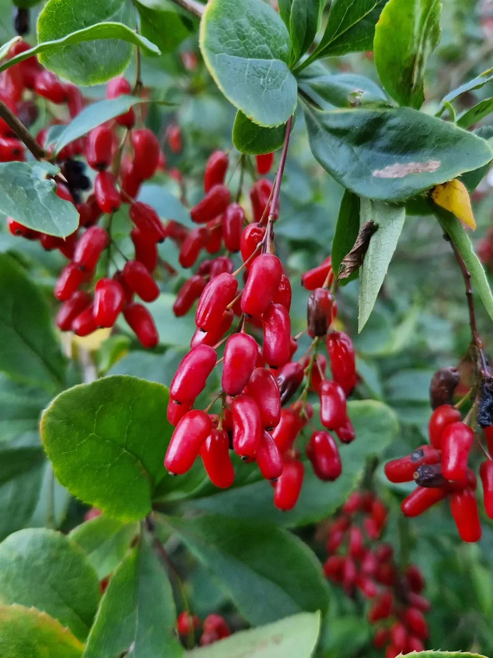 Berberis 'Georgei' : P11 : 15-30