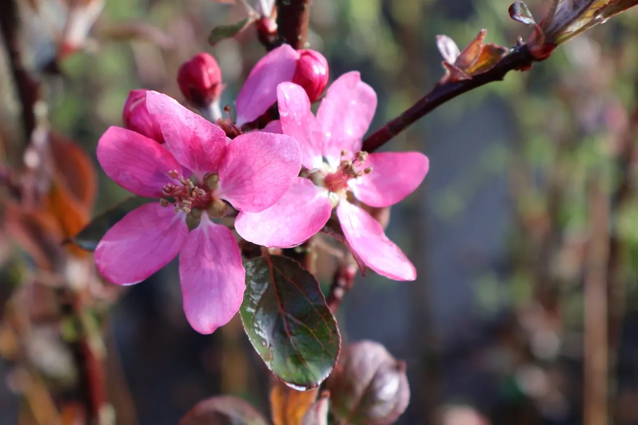 Malus niedzwetskyana 'Weirouge' : C3 : 60-100 : onderstam Malus domestica 'MM 111'