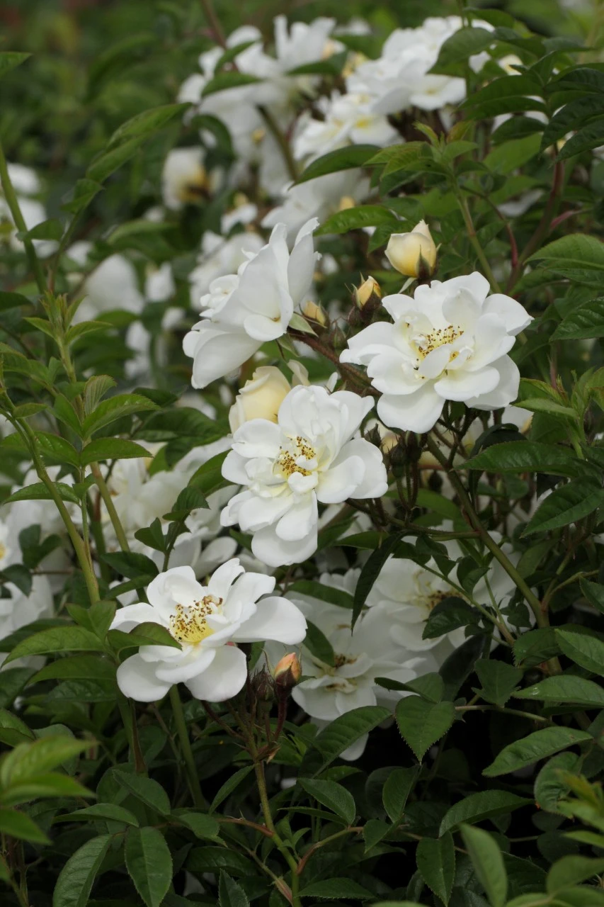 Rosa (K) 'Lykkefund' Biologisch : W