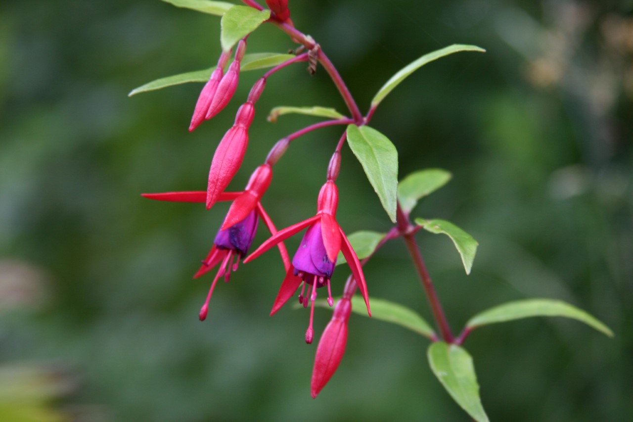 Fuchsia magellanica gracilis : P9