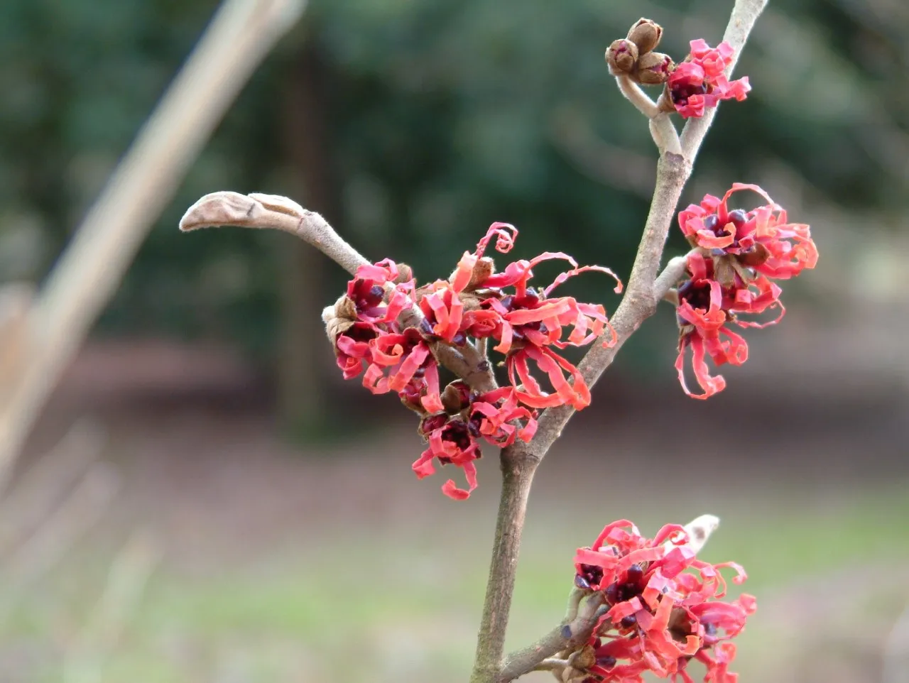 Hamamelis x intermedia 'Diane' : C7.5 : 60-100