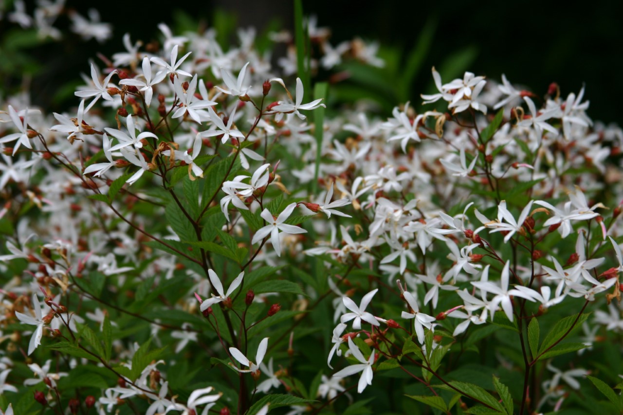 gillenia-trifoliata