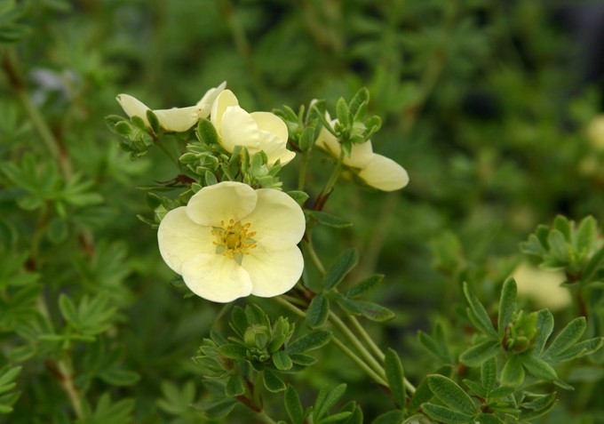 Potentilla fruticosa 'Daydawn' : C2 : 15-30