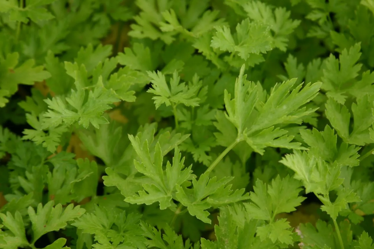Petroselinum crispum 'Gigante d Italia'