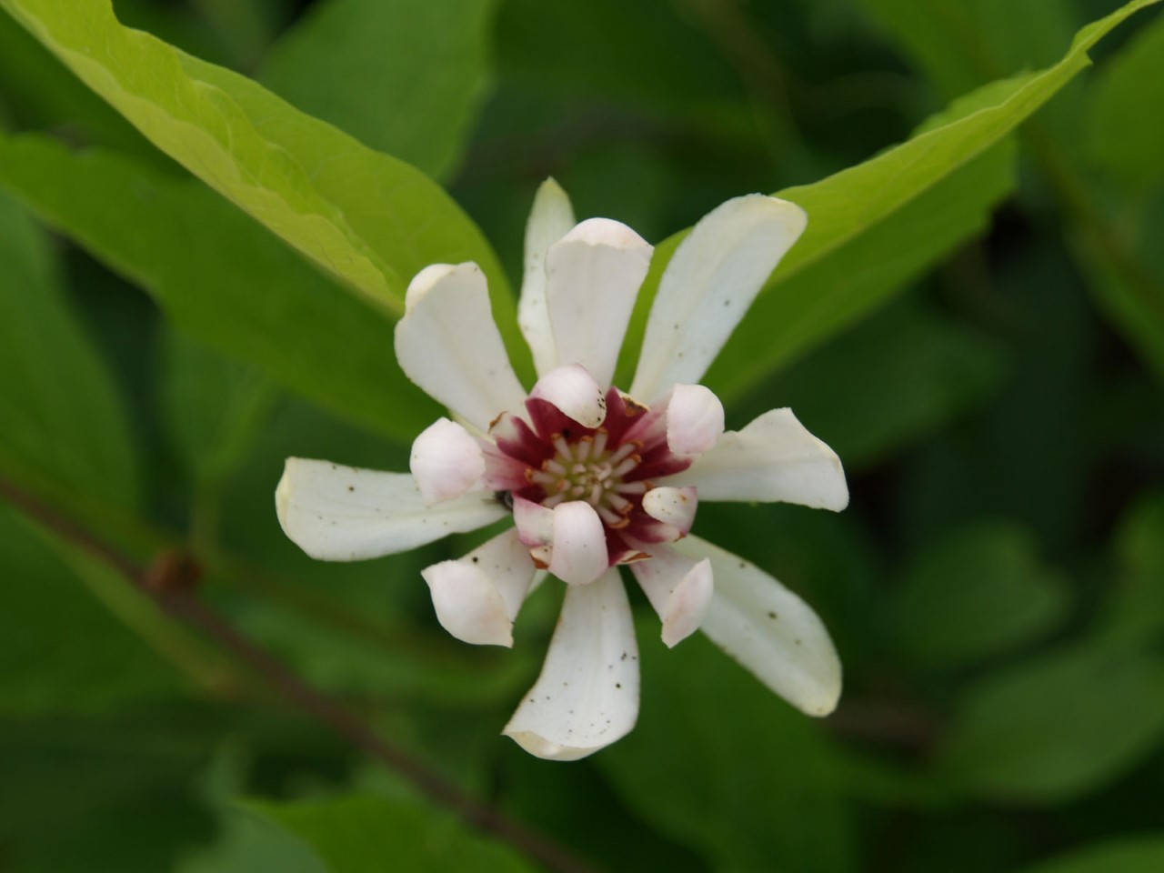 calycanthus-venus