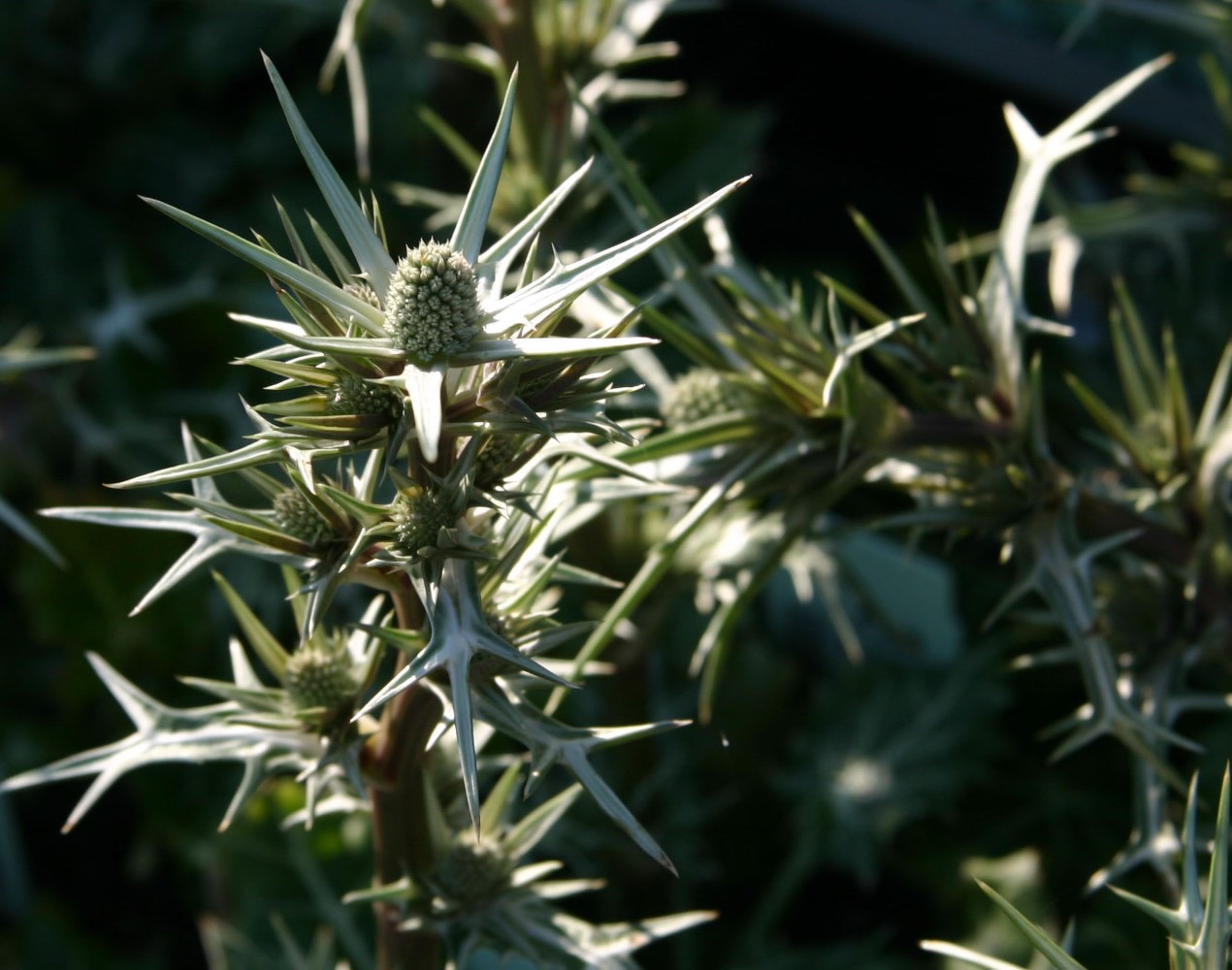 eryngium-variifolium-miss-marble