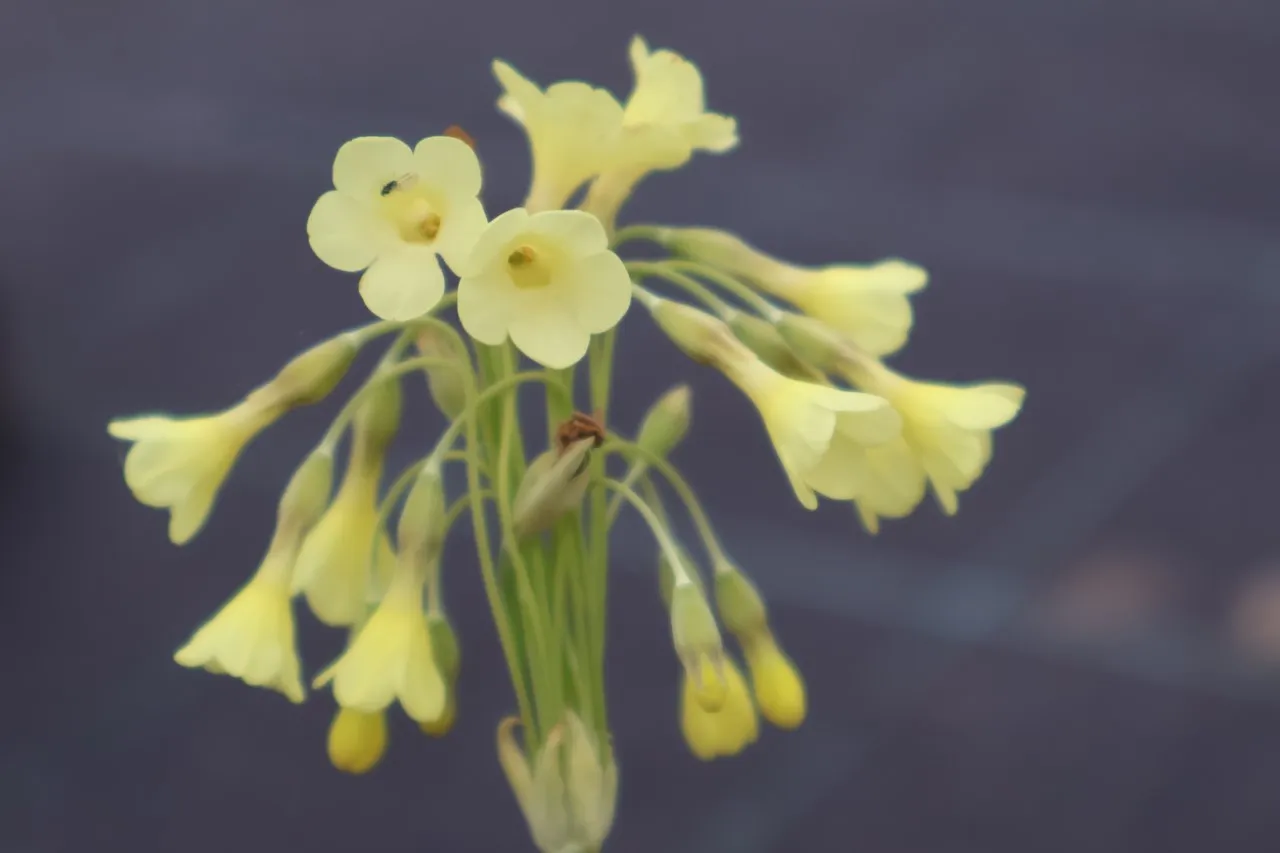 Primula sikkimensis