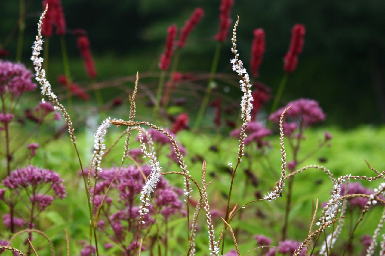 persicaria-amplexicaulis-alba