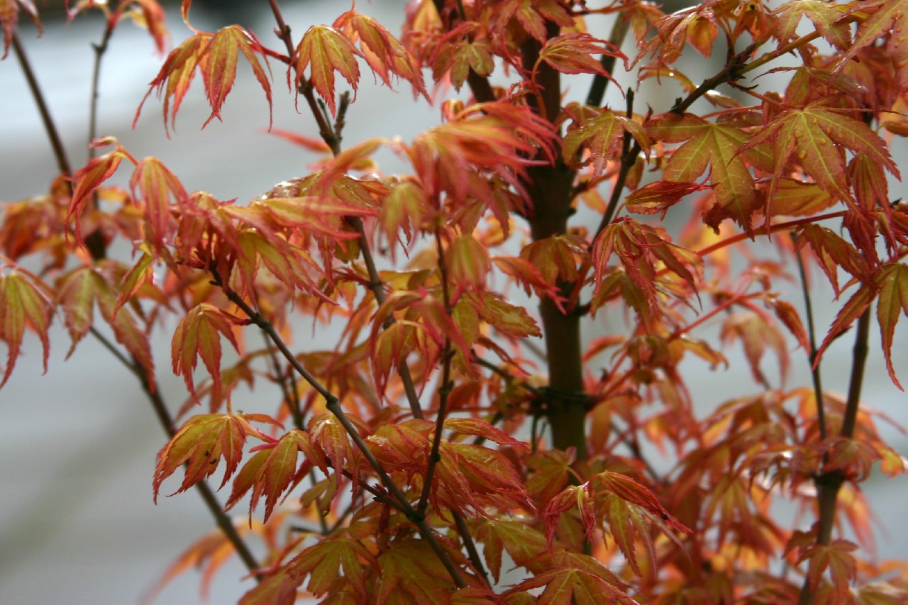 Acer palmatum 'Katsura' acer-palmatum-katsura