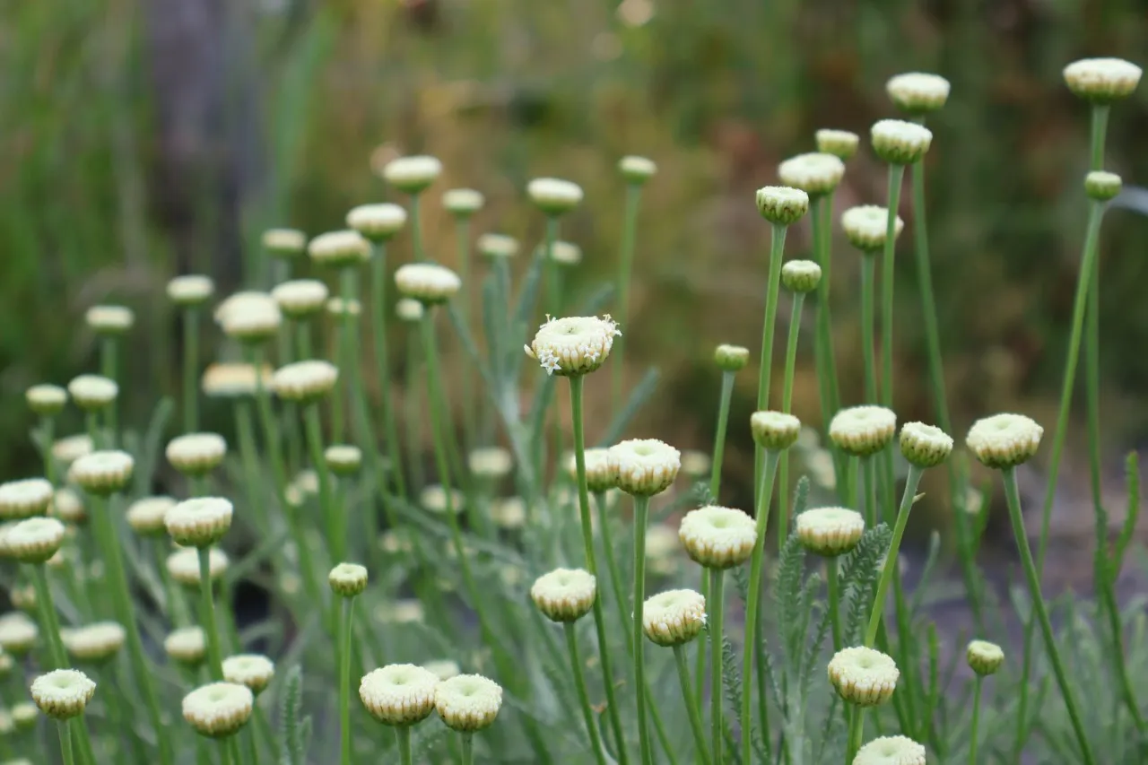 Santolina oblongifolia 'Cream Button'