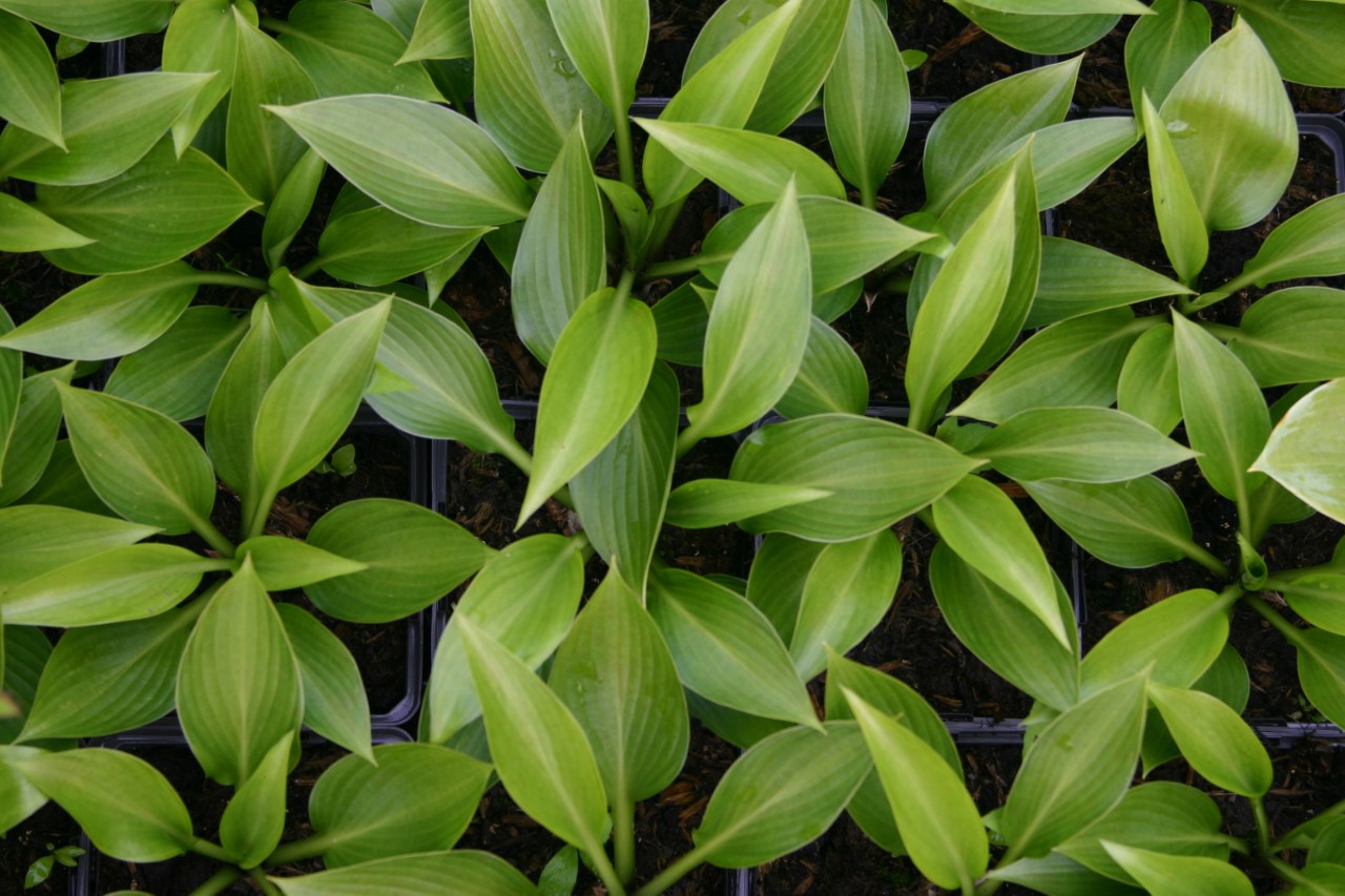 hosta-devon-green