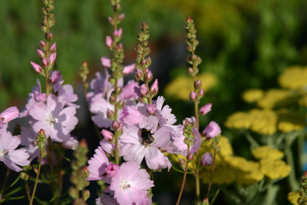 sidalcea-elsie-heugh