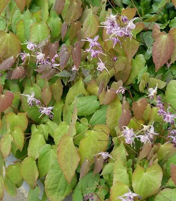 Epimedium grandiflorum 'Lilafee' : P9