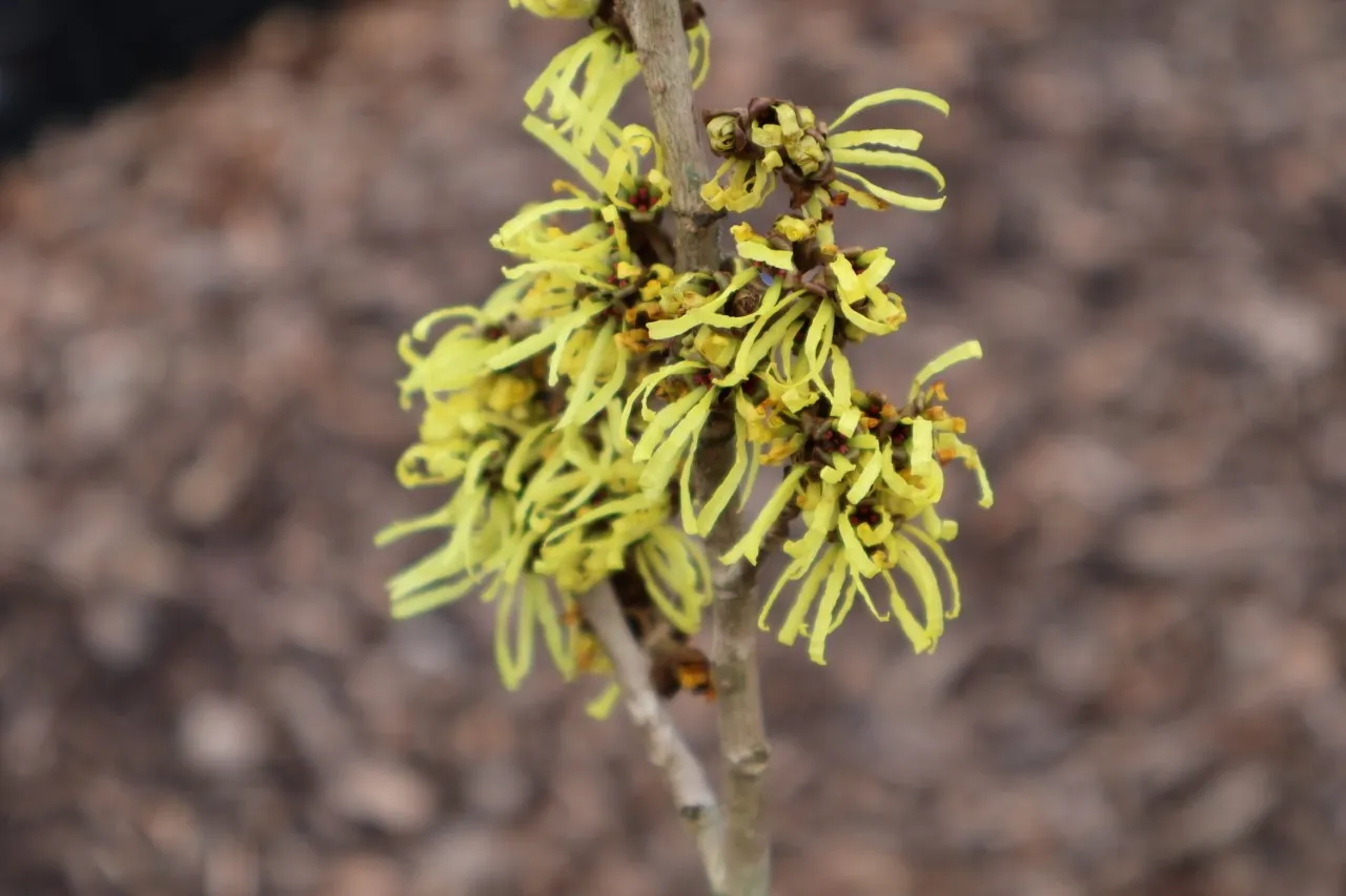 Hamamelis x intermedia 'Angelly'