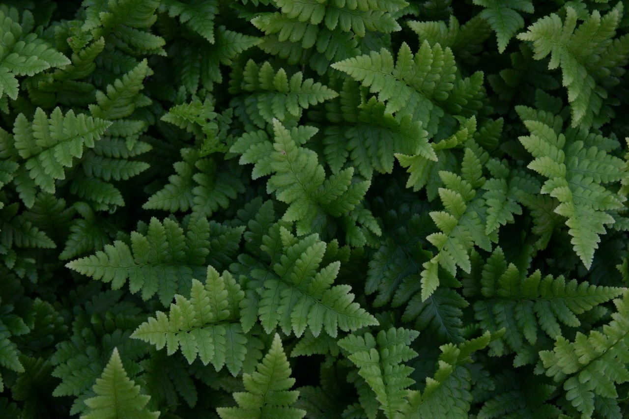 dryopteris-cristata