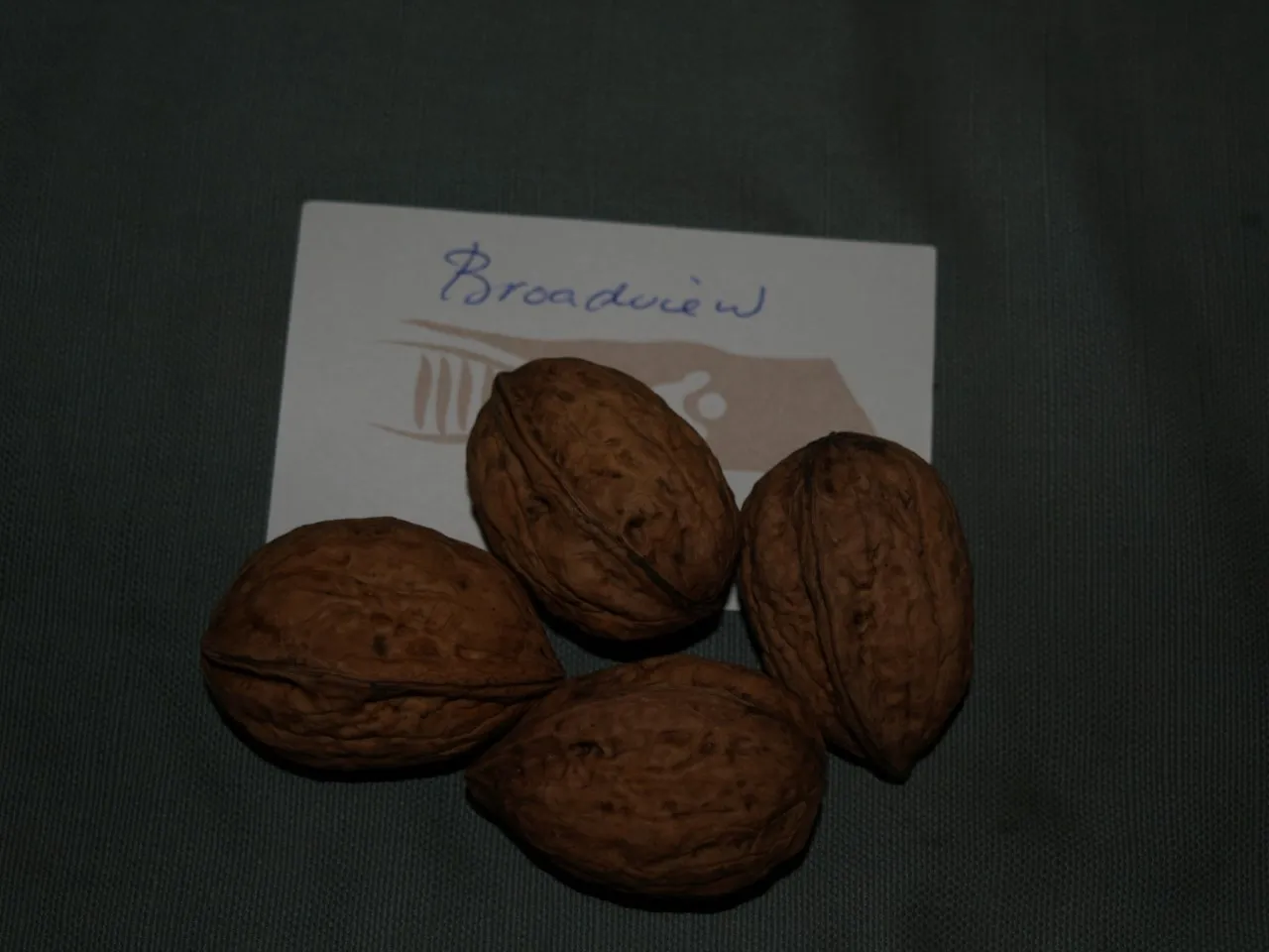 Juglans regia 'Broadview' : C7.5 : 150-175 : onderstam Juglans regia