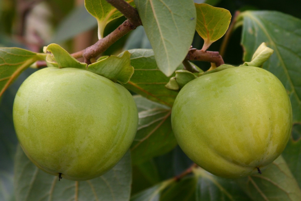 diospyros-kaki-tipo