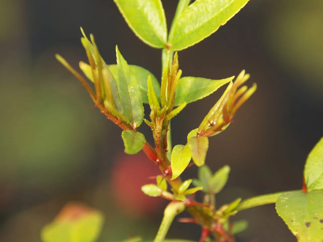 Zanthoxylum alatum : P9 : 30-60