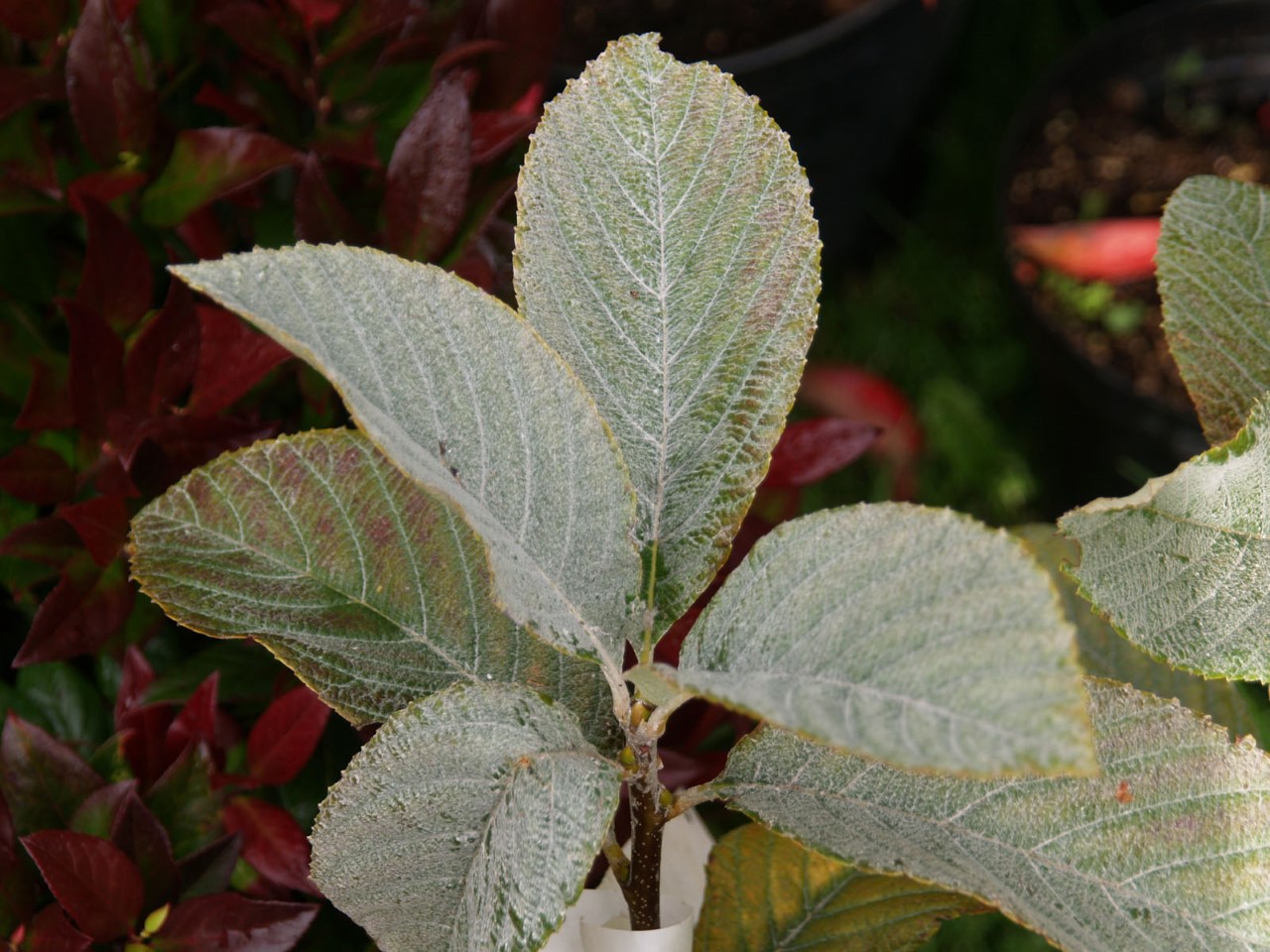 sorbus-wardii
