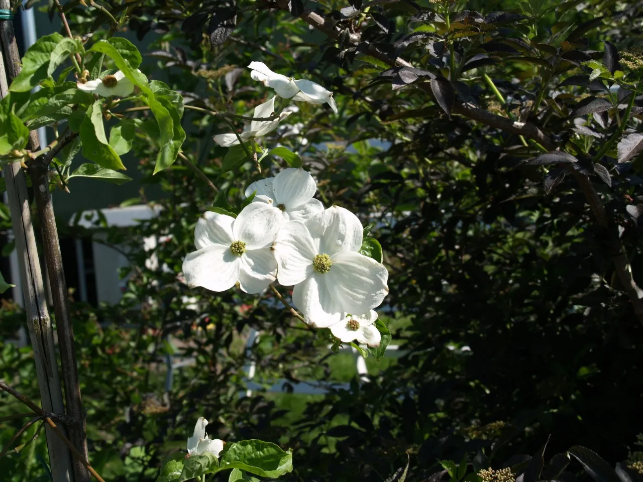 Cornus 'Eddie's White Wonder' : C2 : 15-30