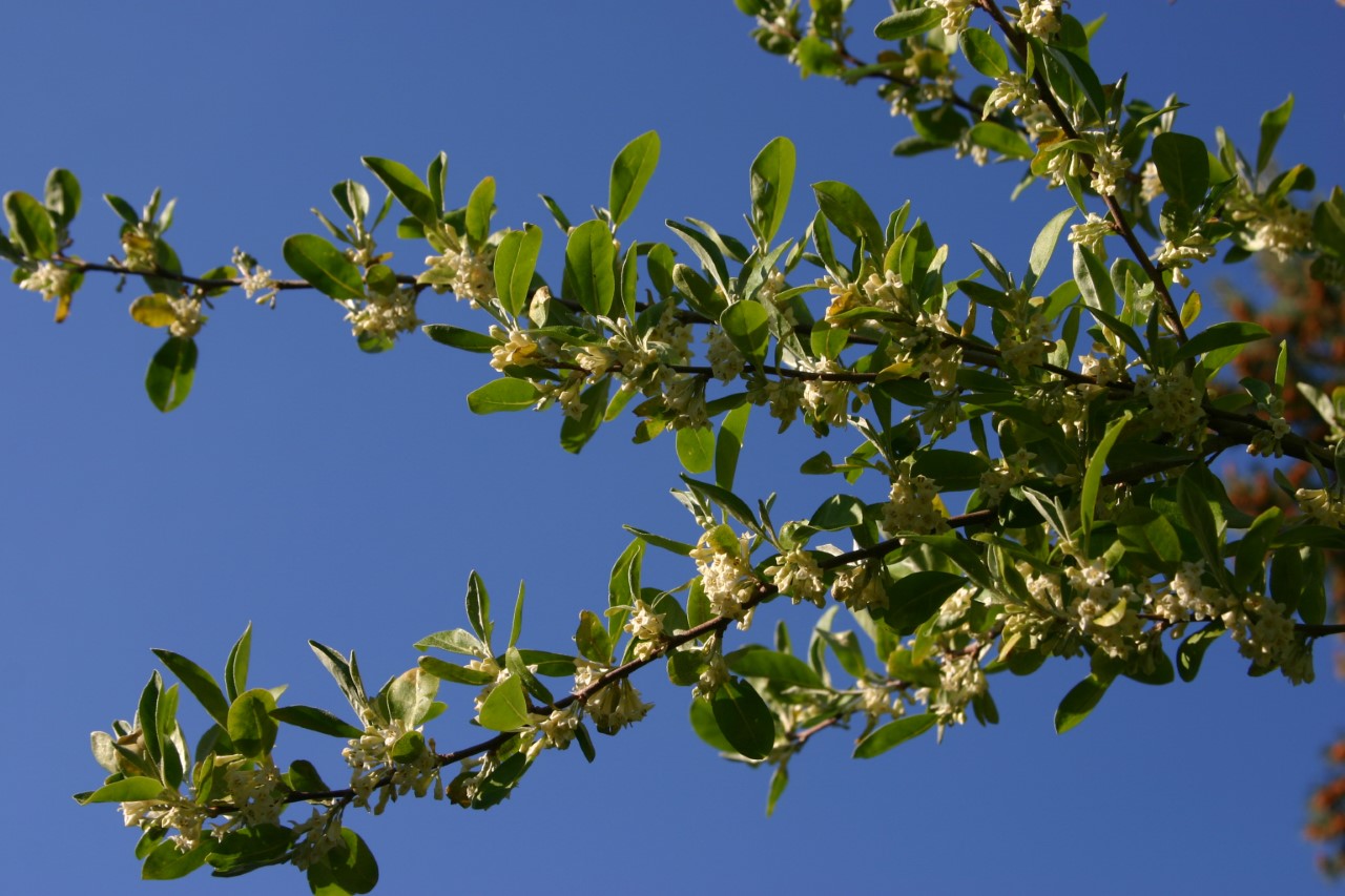 elaeagnus-umbellata-serinus