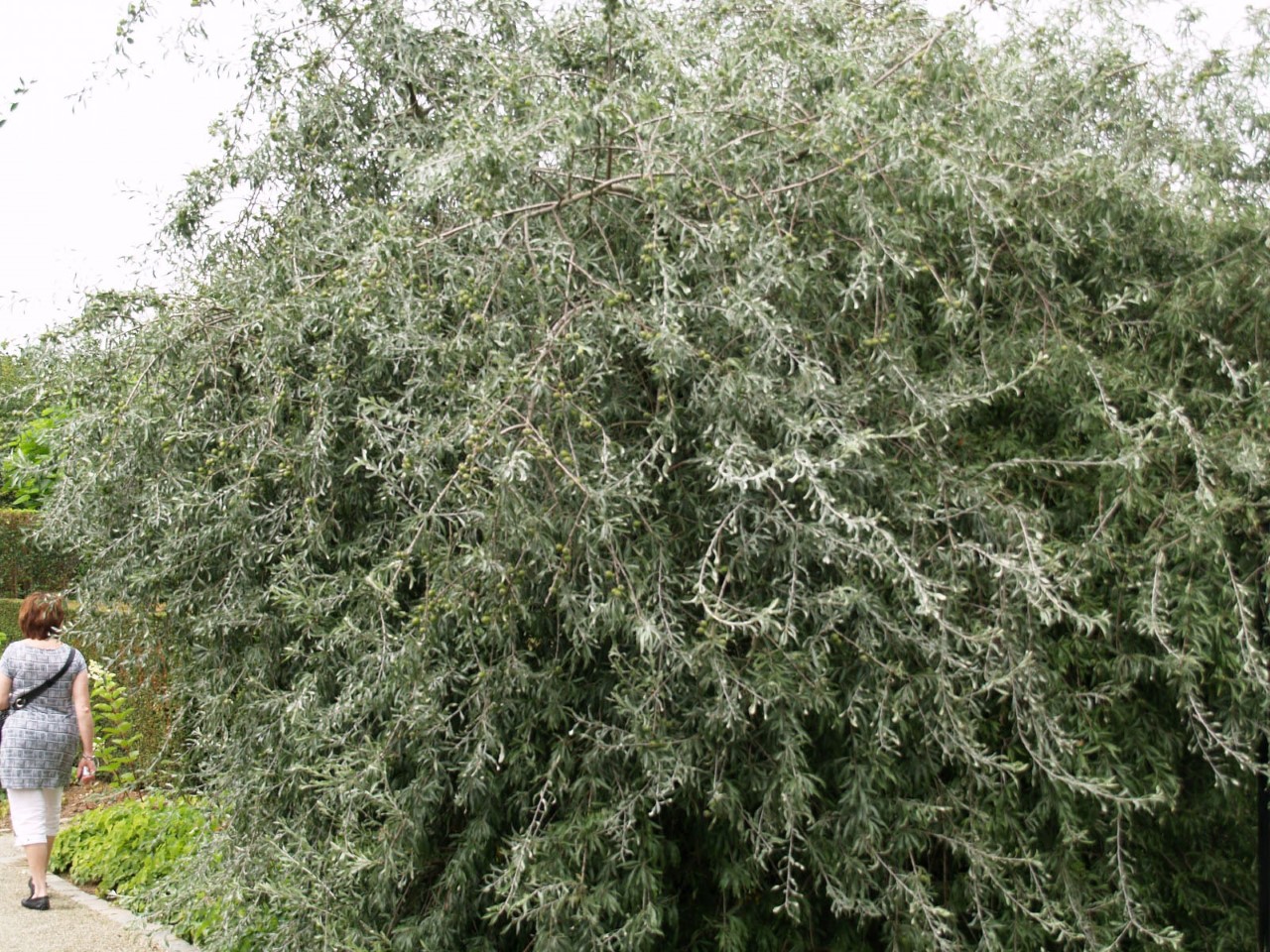 Pyrus salicifolia 'Pendula' : C3 : 60-100