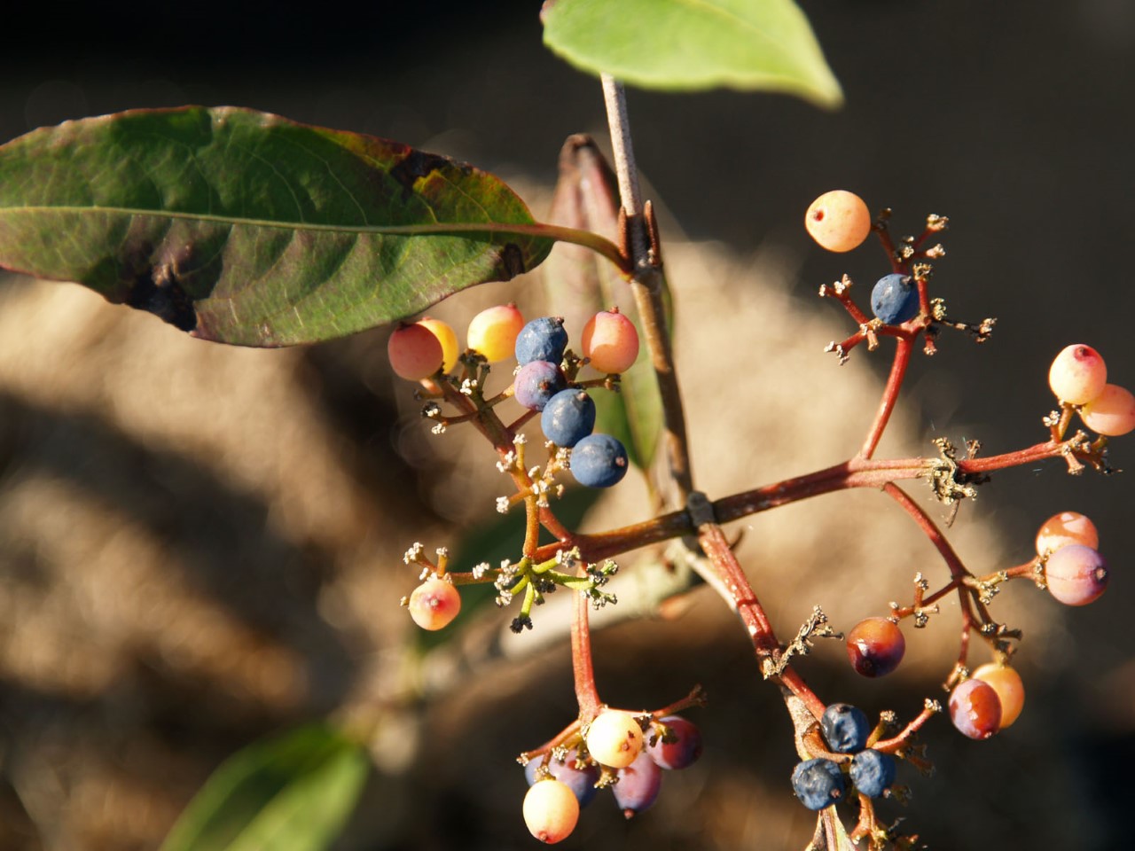 viburnum-prunifolium