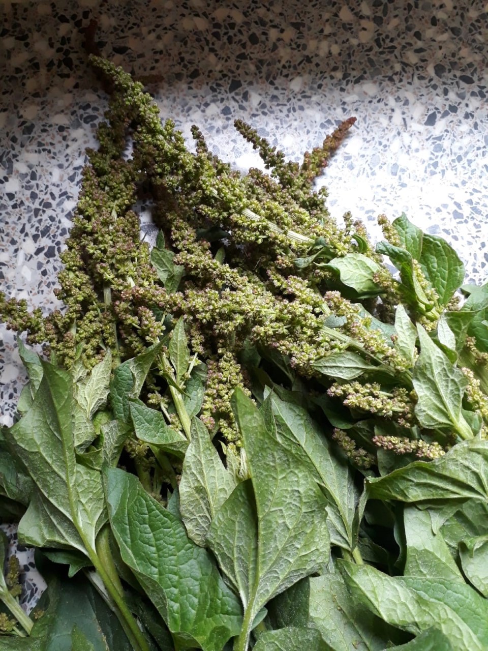 chenopodium-bonus-henricus