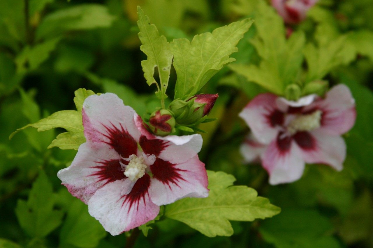 hibiscus-syriacus-hamabo