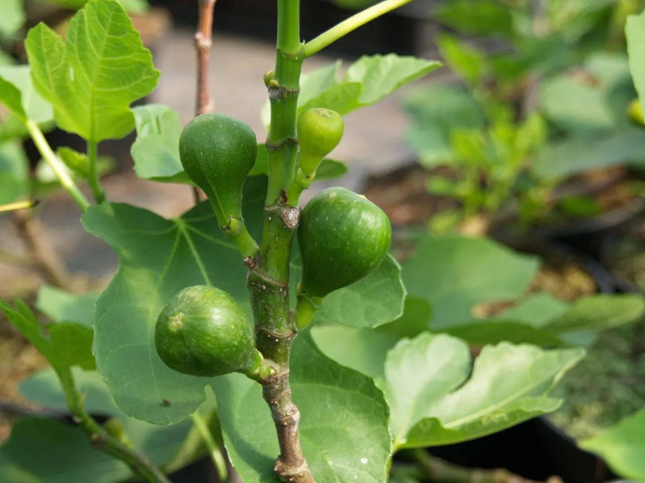Ficus carica 'Bornholm Diamond'