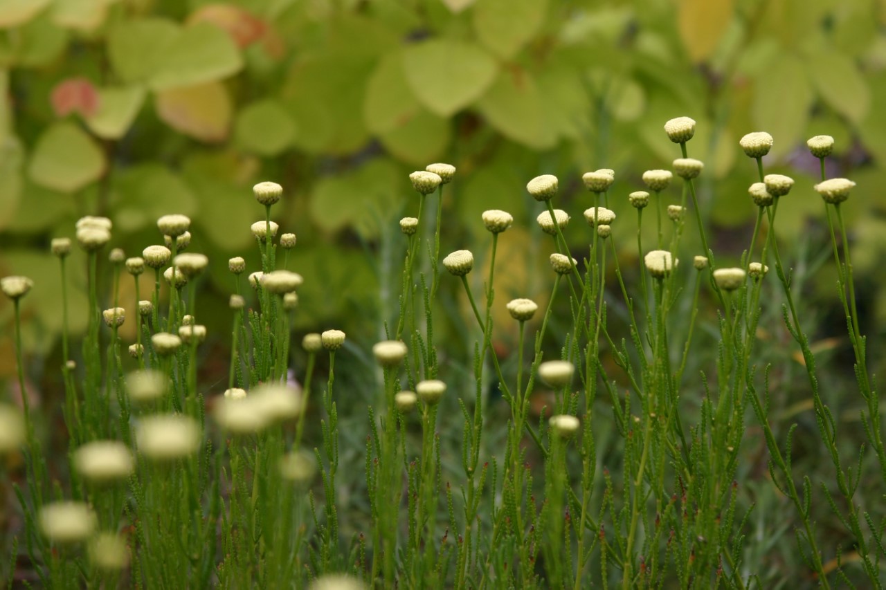 Santolina rosmarinifolia
