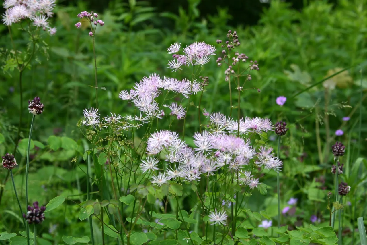 Thalictrum aquilegifolium