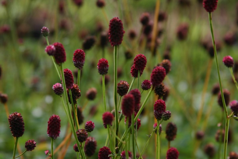 sanguisorba-officinalis